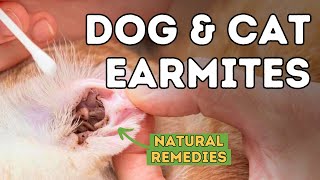 How to Treat Ear Mites in Pets Naturally and Effectively [upl. by Leakim]