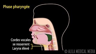 Le Réflexe de Déglutition Phases et Contrôle Neuronal Animation [upl. by Iong858]