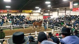 41000 PVF Jenny T  2020 Gordyville Draft horse sale [upl. by Okomot]