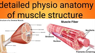 physioanatomy of muscles in detailphysiology lecture 6 [upl. by Oisacin]