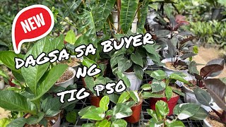 DAGSA SA BUYER NG TIG P50 PLANTFAIRYVLOGS [upl. by Geller]