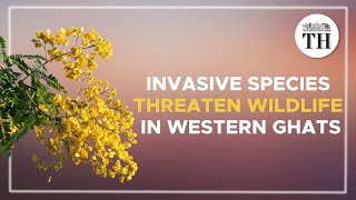 What is the invasive species threatening Western Ghats wildlife [upl. by Allmon608]