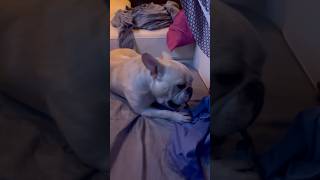 RYMANS 500 THREAD COUNT EGYPTIAN COTTON SHEETS shorts french bulldog fyp viralvideo dog [upl. by Ardaid]