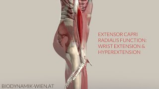 Extensor Carpi Radialis Function Extension amp Hyperextension 3D Animation [upl. by Maurilla]