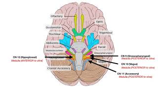 Cranial Nerve Anatomy [upl. by Llemij]