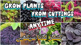 grow plants from cuttings any time  free propagation of plantsBloom with SI [upl. by Ecirehs]