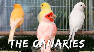 The Domestic Canary  A Fascinating History of the Beloved Songbird in Aviculture [upl. by Lexi]