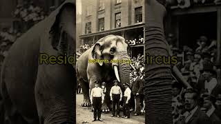 The Great Animal Rebellion of 1906 When Circus Animals Took Over [upl. by Glynnis847]