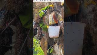 How Chinese people cultivate bee honey in the mountains 🪰 [upl. by Lawtun727]