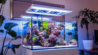 The CLEANEST Reef Tank Ive Ever Seen [upl. by Nilerual]