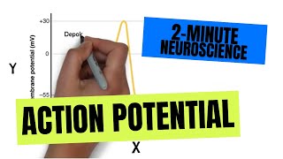 2Minute Neuroscience Action Potential [upl. by Gabbert]