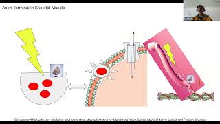 Axon Terminal in Skeletal Muscle just the facts [upl. by Ardnosac]