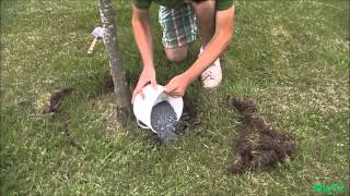 How To fertilize an Established Plant or Tree [upl. by Alisa]