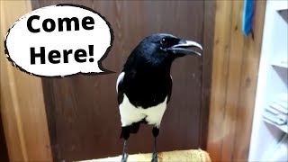 This Talking magpie is Amazing [upl. by Tilney755]