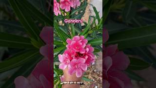 Ganneru chettu plants flowers beautiful nature naturelovers [upl. by Ursulina]