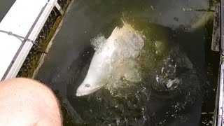 Feeding Rare White Barramundi Jungle Perch and Big Mangrove Jack [upl. by Myrt3]