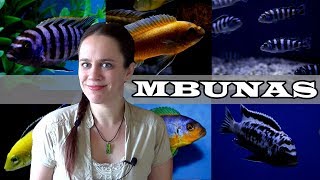 The Mbuna Aquarium  Lake Malawi African Cichlids [upl. by Saunder]