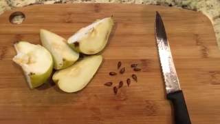 How To Grow Pear Trees From Seed Days 034 [upl. by Kellene]