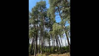 Cannock chase nature woods keepfit walking [upl. by Blasius498]