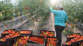 Growing 10000 Pounds of Organic Tomatoes in a High Tunnel Greenhouse [upl. by Kristal]