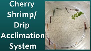 Cherry Shrimp Unboxing  How to Make a Drip Acclimation System [upl. by Schweitzer341]