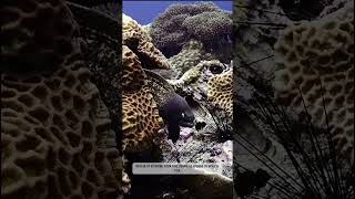 SCARY Moray Eel Seen scubadiving on Koh Tao scubadive underwater fish marinelife fishspecies [upl. by Hokanson205]