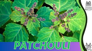 Growing PATCHOULI Quick Tips for Pogostemon cablin [upl. by Dekeles]