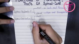 FUNCTIONS OF ASCENDING TRACTS OF SPINAL CORD IN EASY WAY  NEUROANATOMY [upl. by Judsen]