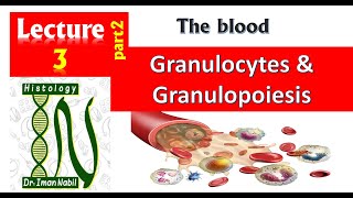 3b Histology of White blood cells part2Granulocytes and granulopoiesisBlood and lymphoid system [upl. by Acirretal374]