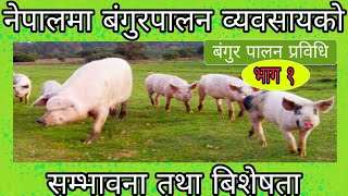 नेपालमा बंगुर पालनकाे सम्भावना । Scope Of Pig Farming In Nepal । AgroDev Nepal [upl. by Enoyrt]