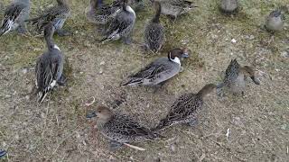 20241026 Ducks on Lake Inawashiro [upl. by Lebna]