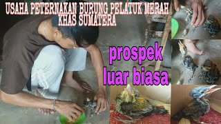 Prospek Usaha Menjanjikan Di Rumah  Ternak Burung Pelatuk Merah Khas Sumatra [upl. by Ahtiek]