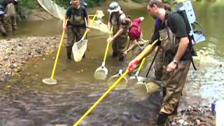 Electrofishing in the Stream [upl. by Euell]