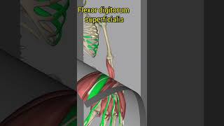 Anatomy series2 3D view of attachment of forearm of muscle origin and insertion of muscleshorts [upl. by Aralc144]