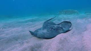 Pastinaca common stingray [upl. by Melvina]