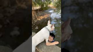 The dog saved the baby who fell into the river where crocodiles eat meat pet dog lovedog [upl. by Skutchan421]