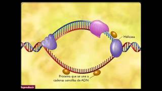 La replicación del ADN [upl. by Caspar]