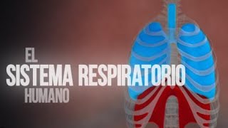 Sistema Respiratorio [upl. by Abigale]