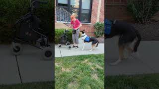 Working on attention with service dog in training [upl. by Coumas]