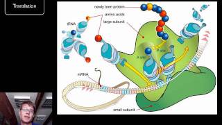 DNA and RNA  Part 2 [upl. by Ignazio825]