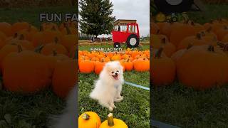 ANDREW’S FARM MARKET amp WINERY  DOGFRIENDLY FALL ACTIVITY NEAR TORONTO 🚜🌾🐶🧡 [upl. by Semajwerdna]