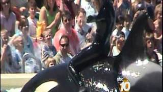 Orlando SeaWorld Trainer Killed  10News Investigates the History of Killer Whale Attacks [upl. by Nisior161]