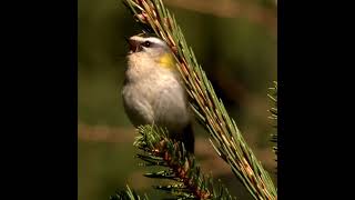 quotBirds Life Cycle From Egg to Flight  part 1  Fascinating Wildlife Journeyquot wildlife birds [upl. by Nathalie]