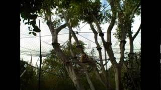 Howling Monkey at the San Diego Zoo [upl. by Amye]