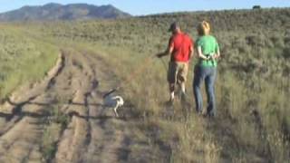 Bird Dog Training Stop to Flush [upl. by Louie]