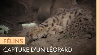 Capture dun léopard des neiges pour létudier et le protéger [upl. by Torry221]