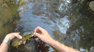 2lb 12quot trout on Sage TXLF 0 and review [upl. by Hepsoj]