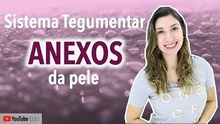 Anexos da Pele Sistema Tegumentar 44  Anatomia etc [upl. by Coates]