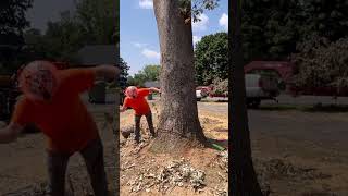 Ported STIHL 500i WCS Bark Box VS Egan Straight Shot [upl. by Eyllek]