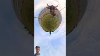 360° camera view part2b comedy love animals funny vfx 360camera 360degree 360video [upl. by Perretta]